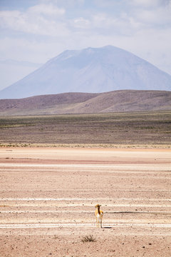 Misti Volcano, Reserva Nacional Salinas y Aguadas Blancas, Peru