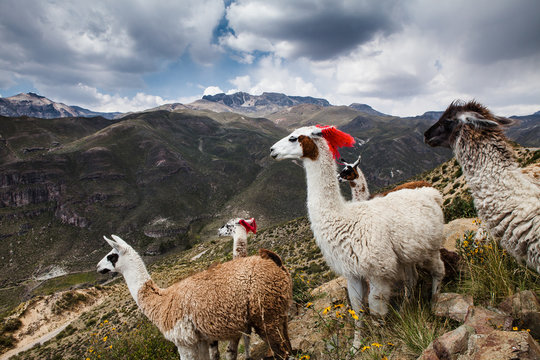 Llama with red yarn livestock markers on a mountain, Colca Canyon, Peru