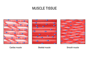 Smooth Muscle Diagram Labeled : Anatomy Tissues at Agoura High School