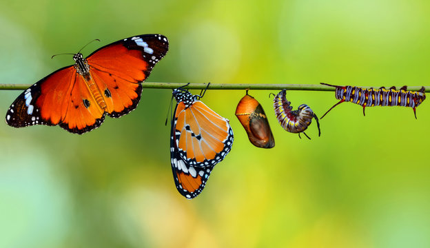 Amazing moment ,Monarch Butterfly , caterpillar, pupa and emerging with clipping path