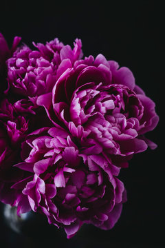 Close up of purple peonies