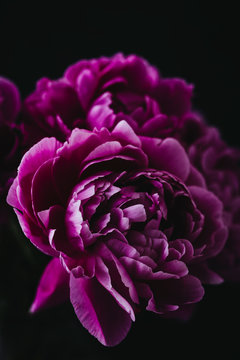Close up of purple peonies