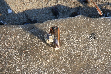 Strand-Muschel