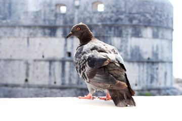 ドブロブニクの鳩