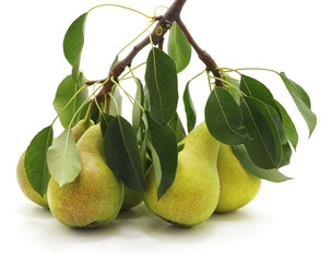 Branch with pears.