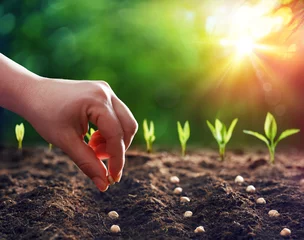 Rolgordijnen Hands Planting The Seeds Into The Dirt © Romolo Tavani