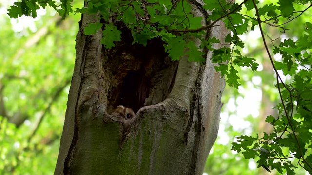 Tawny owl (Strix aluco) flying out of nest hole