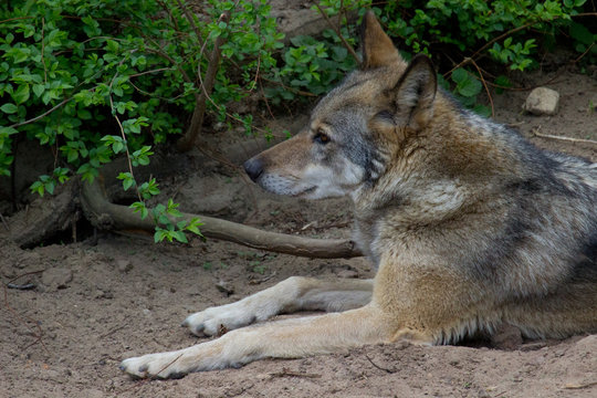 Wolf resting