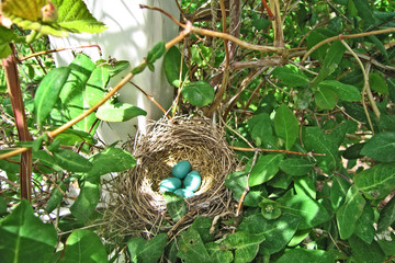 Robin's Eggs by Skip Weeks