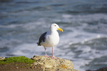 Fototapeta premium That look