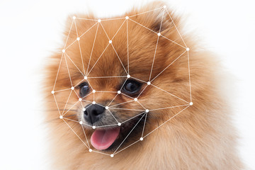 Verification of dog. Modern technology for protection domestic pets.