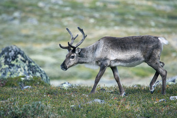 Naklejka na ściany i meble reindeer grazing in nature