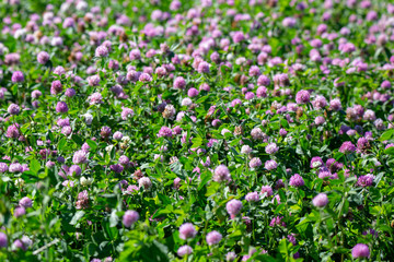 Fototapeta premium Flowering clover in a rural field in Canterbury, New Zealand