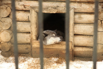 The wolf sleeps in a wooden house