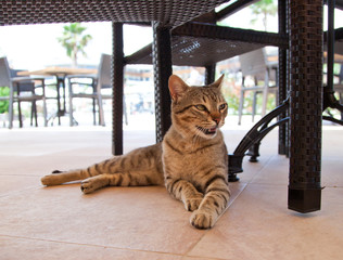 Red cat lying on the floor