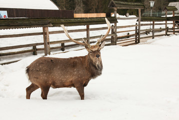 deer walking on snow