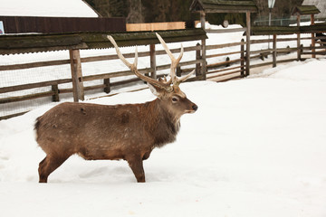 deer walking on snow