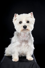 White West Highland Terrier sitting looking at camera isolated back background