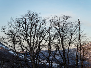 Silhouette of trees against the sky and mountains in the afternoon on the Rosa Khutor from the hotel balcony