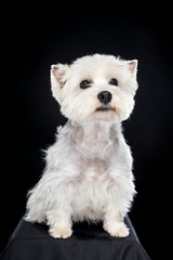 White West Highland Terrier sitting looking at camera isolated back background