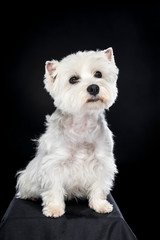 White West Highland Terrier sitting looking at camera isolated back background