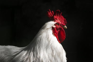 White cock , poultry farm. Close up