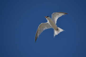 Sterna hirundo. Common tern flying in the blue sky. Fauna of Ukraine