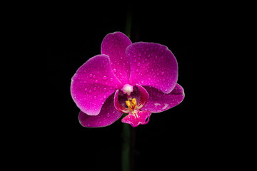 Blooming orchid in dew