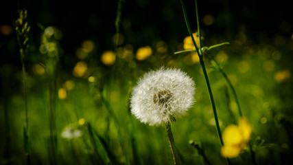 dandylion