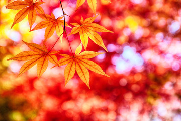 Colorful Leaves at Cheolam Maple Colony, Taebaek, Gangwondo, South Korea, Asia