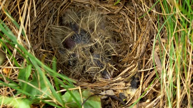 Eurasian skylark (Alauda arvensis) chick in nest