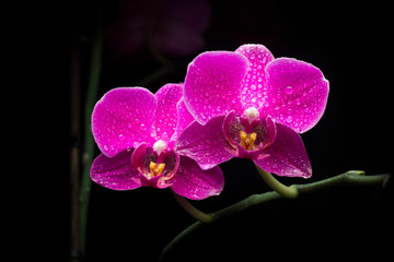 Fototapeta na wymiar Orchid flowers in dew and water drops