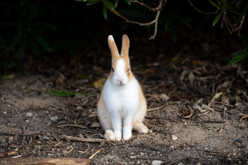 injured rabbit in the nature