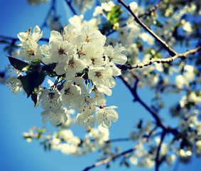 Springtime, beautiful white flowers on an apple tree branch, soft focus