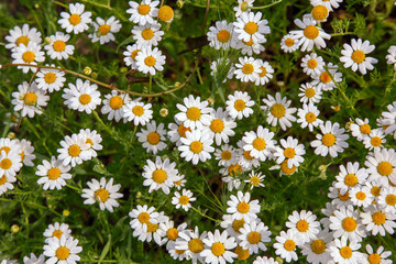 green meadow with lots of chamomile flowers