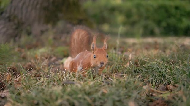 squirrel is interested and runs away