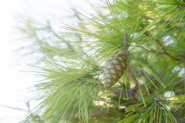 Yang green pine on pine branch with white background.