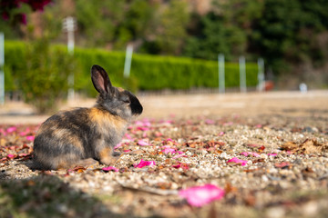 Close up black brown rabbit baby in sunny day on Okunoshima, as known as the Rabbit Island. Numerous feral rabbits that roam the island, they are rather tame and will approach humans. Hiroshima, Japan