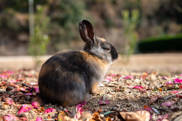 Close up black brown rabbit baby in sunny day on Okunoshima, as known as the Rabbit Island. Numerous feral rabbits that roam the island, they are rather tame and will approach humans. Hiroshima, Japan