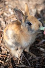 Feeding an adorable yellow black baby rabbit on Okunoshima, as known as the Rabbit Island. Numerous feral rabbits that roam the island, they are rather tame and will approach humans. Hiroshima, Japan.