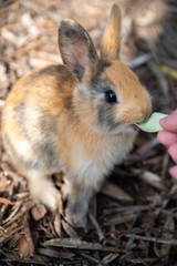 Feeding an adorable yellow black baby rabbit on Okunoshima, as known as the Rabbit Island. Numerous feral rabbits that roam the island, they are rather tame and will approach humans. Hiroshima, Japan.