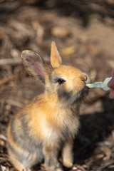 Feeding an adorable yellow black baby rabbit on Okunoshima, as known as the Rabbit Island. Numerous feral rabbits that roam the island, they are rather tame and will approach humans. Hiroshima, Japan.