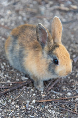Feeding an adorable yellow black baby rabbit on Okunoshima, as known as the Rabbit Island. Numerous feral rabbits that roam the island, they are rather tame and will approach humans. Hiroshima, Japan.