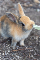 Feeding an adorable yellow black baby rabbit on Okunoshima, as known as the Rabbit Island. Numerous feral rabbits that roam the island, they are rather tame and will approach humans. Hiroshima, Japan.