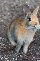 Feeding an adorable yellow black baby rabbit on Okunoshima, as known as the Rabbit Island. Numerous feral rabbits that roam the island, they are rather tame and will approach humans. Hiroshima, Japan.