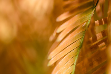 Nature Abstract: Golden Needles of the Dawn Redwood in Autumn