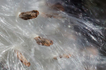 Nature Abstract: Elegant White Milkweed Fibers Presenting Their Seeds