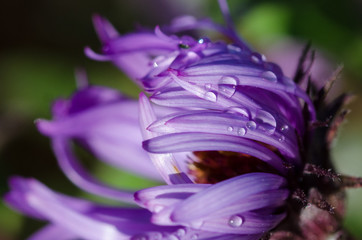 Drops of Early Morning Dew Resting on the Fresh Violet Wildflower
