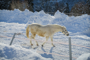 Naklejka premium Beautiful white horse in wnter wonderland