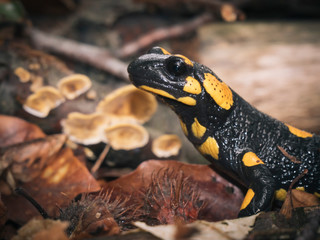 fire salamander head close up